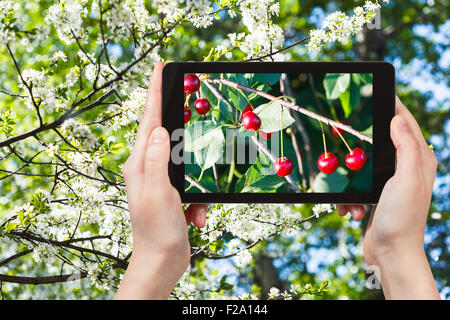 Gartenkonzept - Fotografien Landwirt Bild der Zweig mit reifen Kirschen mit weiß blühenden Kirsche Baum auf Grund smartpho Stockfoto