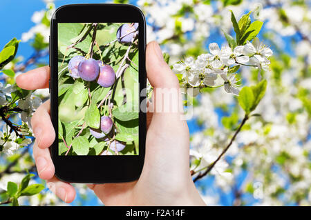 Gartenkonzept - Landwirt Fotos Bild von Reifen Pflaumen auf Ast mit weiß blühenden Baum im Hintergrund auf smartphone Stockfoto