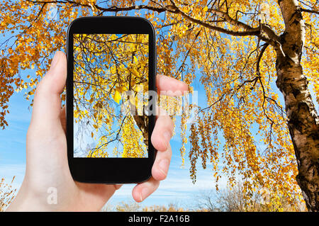 Natur-Konzept - Fotografien touristische Bild Gelb Birke im sonnigen Herbsttag auf smartphone Stockfoto