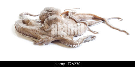 Oktopus auf weißem Hintergrund Stockfoto