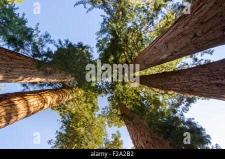 Mammutbaum im Sequoia National Park in Kalifornien Stockfoto