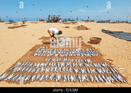 Mann, die frischen Fisch zum Trocknen auf dem Strand, Ceylon, Sri Lanka, Indischer Ozean, Negombo, Western Province auslegen Stockfoto