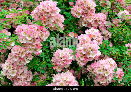 Klettern, Kew Rambler Rosensorte (Rosa), North Rhine-Westphalia, Deutschland Stockfoto