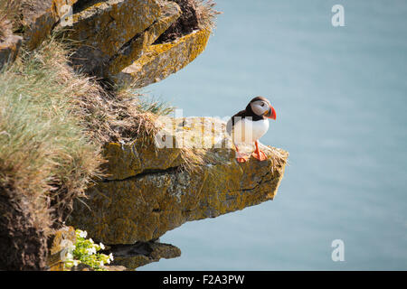 Papageitaucher (Fratercula Arctica) sitzt auf einem Felsvorsprung, Klippe, Látrabjarg, Westfjorde, Island Stockfoto