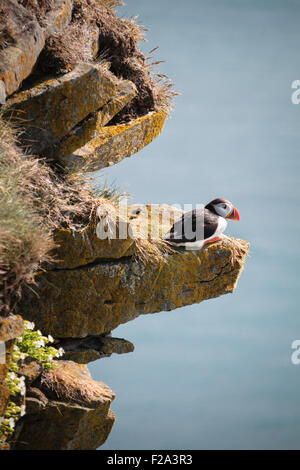 Papageitaucher (Fratercula Arctica) sitzt auf einem Felsvorsprung, Klippe, Látrabjarg, Westfjorde, Island Stockfoto