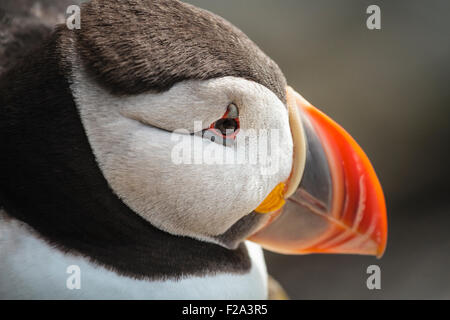 Papageitaucher (Fratercula Arctica), Porträt, Látrabjarg, Westfjorde, Island Stockfoto