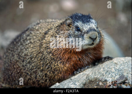 Bauche Murmeltier (Marmota Flaviventris), Grand-Teton-Nationalpark, Wyoming, USA Stockfoto