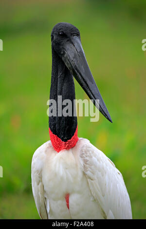 Jabiru (Jabiru Mycteria) Erwachsenen, Porträt, Pantanal, Mato Grosso, Brasilien Stockfoto