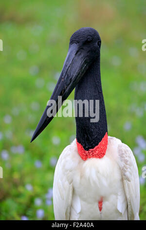 Jabiru (Jabiru Mycteria) Erwachsenen, Porträt, Pantanal, Mato Grosso, Brasilien Stockfoto