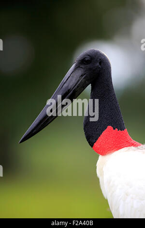 Jabiru (Jabiru Mycteria) Erwachsenen, Porträt, Pantanal, Mato Grosso, Brasilien Stockfoto