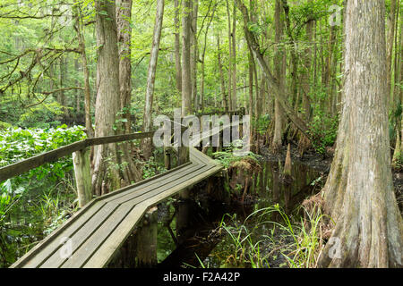 Wanderweg, Fußgängerbrücke in einem Mangrovenwald, Highland Hängematte State Park, Florida, USA Stockfoto