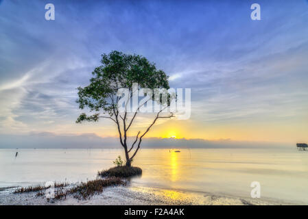 Sonneratia fangen Sonnenaufgang am einsamen Strand Stockfoto