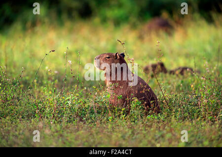 Wasserschwein (Hydrochoerus Hydrochaeris), Erwachsene, auf dem Land, wachsam, Pantanal, Mato Grosso, Brasilien Stockfoto