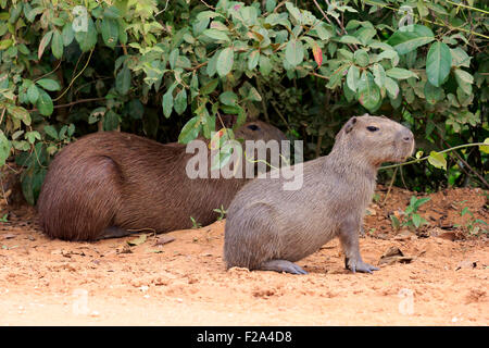 Wasserschwein (Hydrochoerus Hydrochaeris), Erwachsene mit jungen, Warnung an Land, Pantanal, Mato Grosso, Brasilien Stockfoto