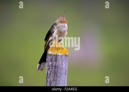 Guira Kuckuck (Guira Guira), Erwachsene auf der Suche, Pantanal, Mato Grosso, Brasilien Stockfoto