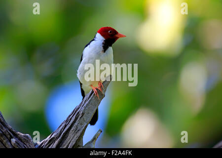 Gelb-billed Kardinal (Paroaria Capitata), Erwachsene auf der Suche, Pantanal, Mato Grosso, Brasilien Stockfoto