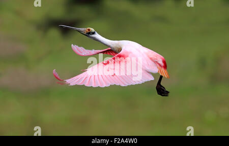 Rosige Löffler (Ajaia Ajaja), Erwachsenen fliegen, Pantanal, Mato Grosso, Brasilien Stockfoto