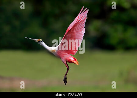 Rosige Löffler (Ajaia Ajaja), Erwachsenen fliegen, Pantanal, Mato Grosso, Brasilien Stockfoto