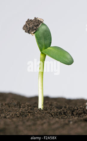 Sonnenblume Sämling mit Keimblätter erweitert, jedoch unter Beibehaltung der Samenschale und Fruchtwand Stockfoto