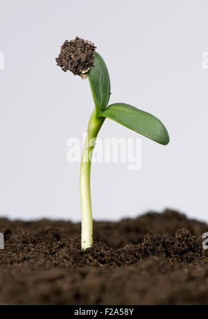 Sonnenblume Sämling mit Keimblätter erweitert, jedoch unter Beibehaltung der Samenschale und Fruchtwand Stockfoto