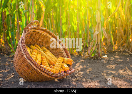 Geernteten Mais im Weidenkorb, frisch gepflückten Maize Ohren heraus im landwirtschaftlichen Bereich Landschaft, selektiven Fokus Stockfoto