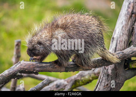 Urson (Erethizon Dorsatum) auf einem Ast Stockfoto