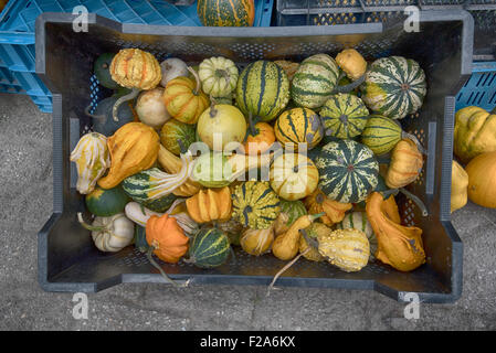 Kürbisse und Squash zum Verkauf Stockfoto