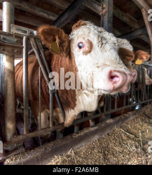 Kuh, Bullen in einem holländischen Stall Stockfoto