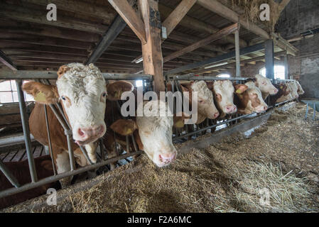 Kuh, Bullen in einem holländischen Stall Stockfoto