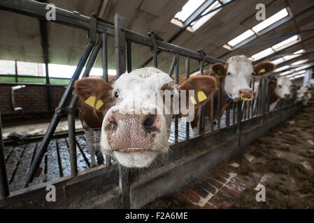 Kuh, Bullen in einem holländischen Stall Stockfoto