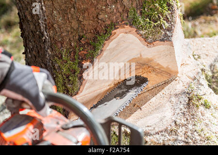 Holzfäller-schneiden-Baum im Wald Stockfoto