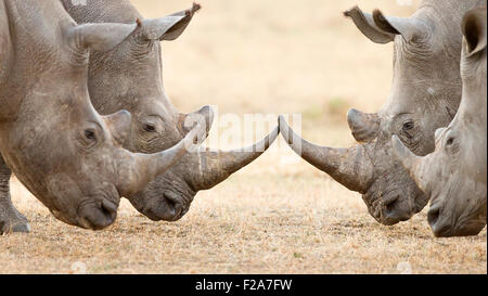 Vier weiße Nashorn Bullen (Ceratotherium Simum) sperren Hörner und Interaktion im Kruger National Park (Südafrika) Stockfoto