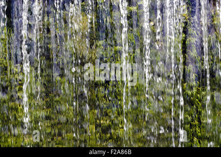Nahaufnahme des Wassers, das über ein Wehr in pflanzlichen Lebens abgedeckt. Fotografieren in Cheddar Gorge Mühle. Stockfoto