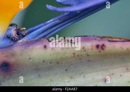 Weiße footed Haus Ameisen Forag für Lebensmittel - sind angezogen, süße Substanzen wie Pflanze Nektar in dieser Vogel wenn Paradies Blume Stockfoto