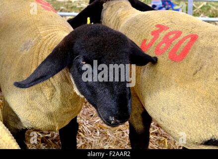 Schwarze konfrontiert Schafe auf dem Display an einer Landwirtschaftsausstellung Stockfoto