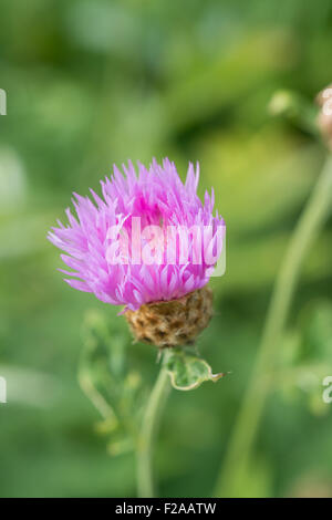 Centaurea Dealbata rosa lila Staude in Blüte Stockfoto