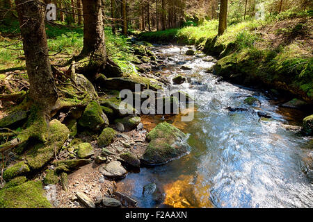 Der Urwald mit mossed Boden und den Bach - HDR Stockfoto