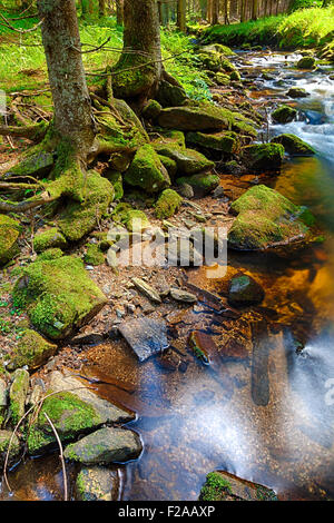 Der Urwald mit mossed Boden und den Bach - HDR Stockfoto