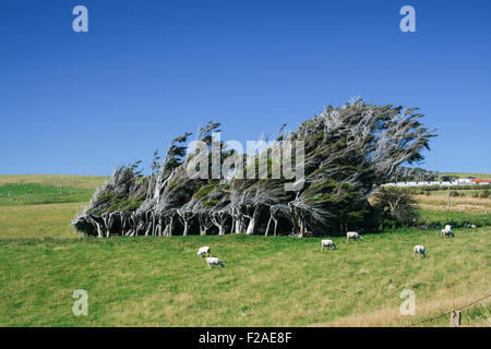 Windgepeitschten Bäumen und grasender Schafe befindet sich auf der Nordinsel von Neuseeland Stockfoto