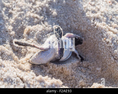Gespiegelte kleine grüne Meeresschildkröte (Chelonia Mydas) kämpfen auf seinem Weg zum Meer an einem Strand in Tansania aufstehen. Stockfoto