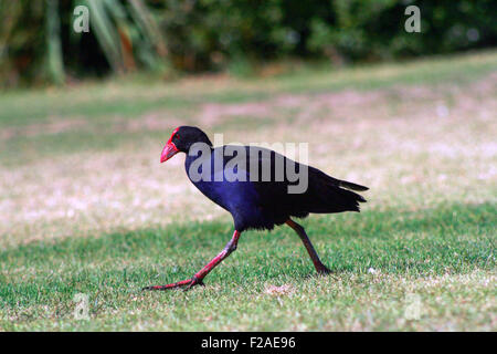 Purpurhuhn in Neuseeland bekannt als Pukeko, läuft auf dem grünen Rasen Stockfoto