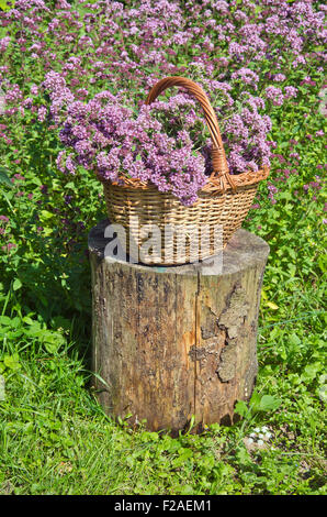 Origanum wilden Majoran holte in Weidenkorb im Bauerngarten Stockfoto