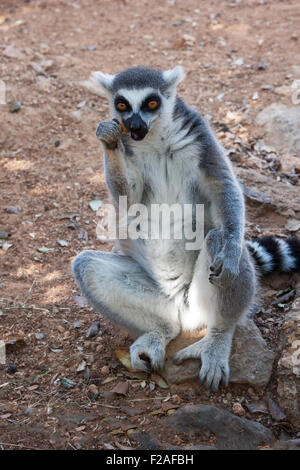 Ring Tailed Lemur Sitzend in einem menschenähnlichen Körperhaltung und Essen Stockfoto