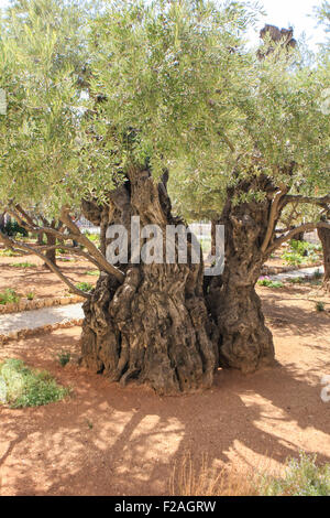 Alten Olivenbaum im Garten Getsemani, Jerusalem, Israel Stockfoto