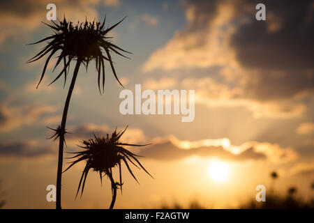 Wüste Distel Silhouette Closeup mit unscharfen orange Sonnenuntergang im Hintergrund Stockfoto