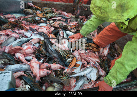 Fang von Rotbarsch, Schellfisch, Hummer, Pollock und Dornhai an Deck der Hochseefischerei Dragger sortieren.  Georges Bank, New England Stockfoto