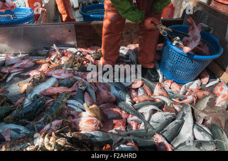 Fang von Rotbarsch, Schellfisch, Hummer, Pollock und Dornhai an Deck der Hochseefischerei Dragger sortieren.  Georges Bank, New England Stockfoto