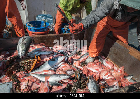 Fang von Rotbarsch, Schellfisch, Hummer, Pollock und Dornhai an Deck der Hochseefischerei Dragger sortieren.  Georges Bank, New England Stockfoto