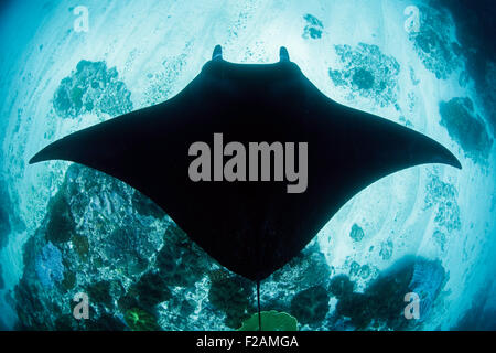 die Ansicht des Manta Ray von oben Stockfoto