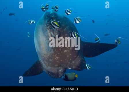 Mola Mola auch bekannt als die Sunfish während durch mehrere Bannerfish und eine Angel Fische gereinigt Stockfoto